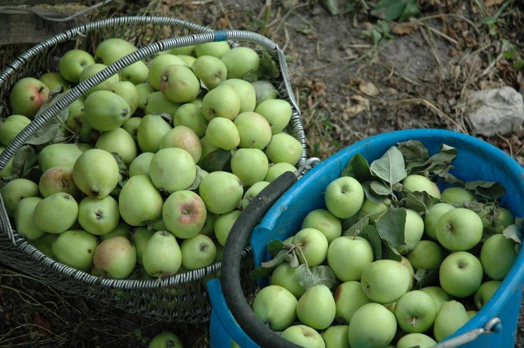 Durbē godinās novada simbolu – ābolu 