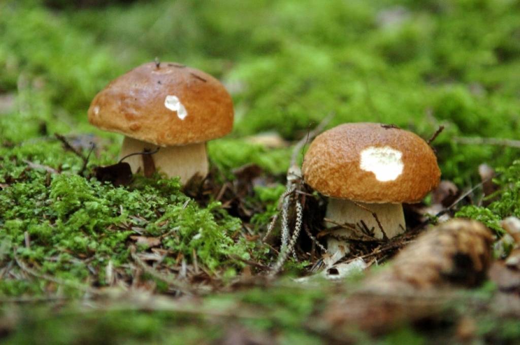 Botāniķe: Latvijas mežos šogad vēl ļoti maz baraviku