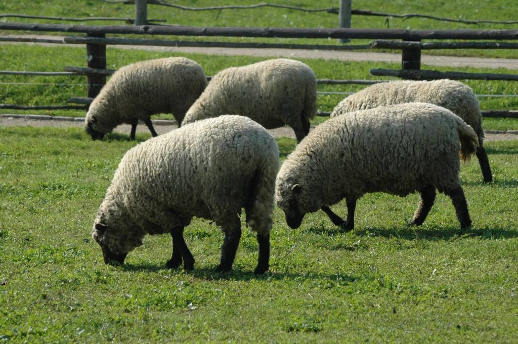 Laikraksta "Diena" eksperiments liecina: pieejamākie zemes gabali der vien aitu audzēšanai