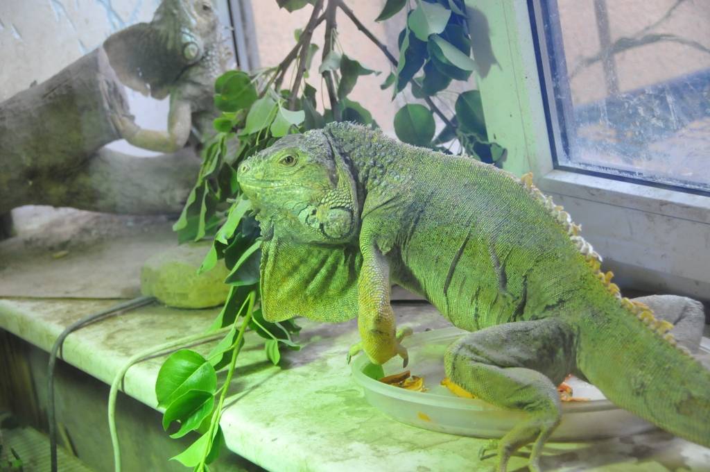 FOTO: Sadzīvo ar eksotiskiem dzīvniekiem