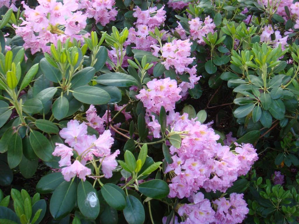 Liepājas apstādījumi papildināti ar rododendriem