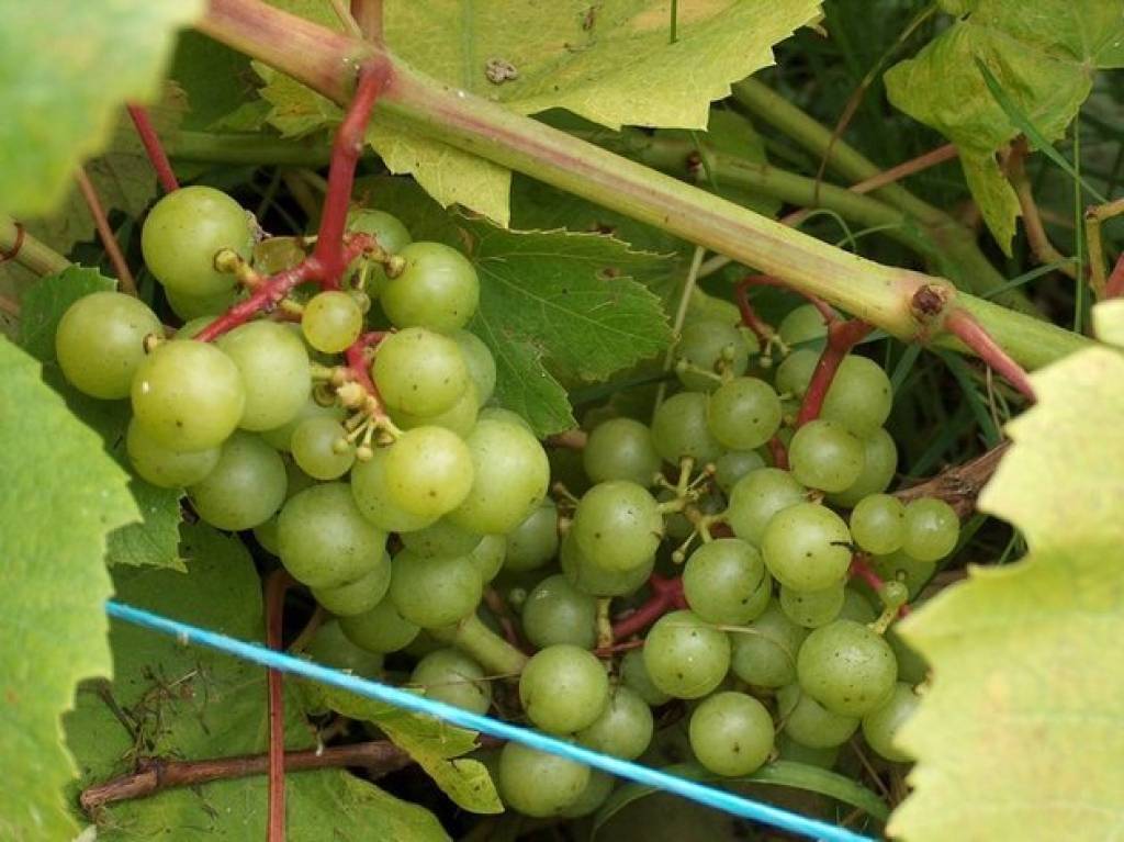 Vīndara Mārča Jukša darītais ķiršu deserta vīns starp labākajiem
