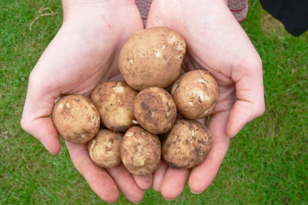 Agronomi prognozē ļoti labu kartupeļu ražu