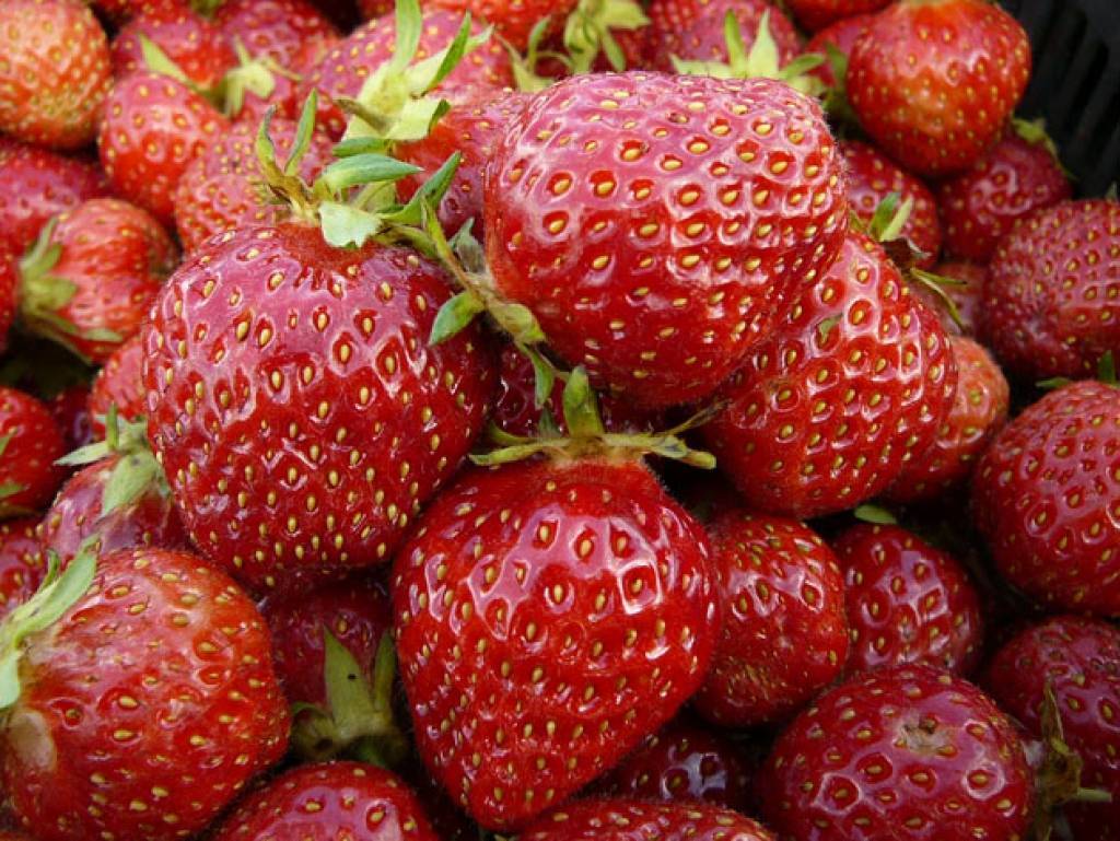 Zemeņu festivālā notiks pasaulē lielākās zemenes audzēšana
