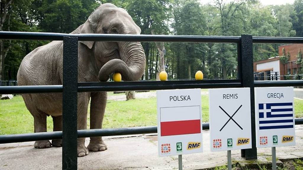 Poļu atbilde astoņkājim Paulam - ziloņmāte Citta prognozē izlases rezultātus EURO 2012