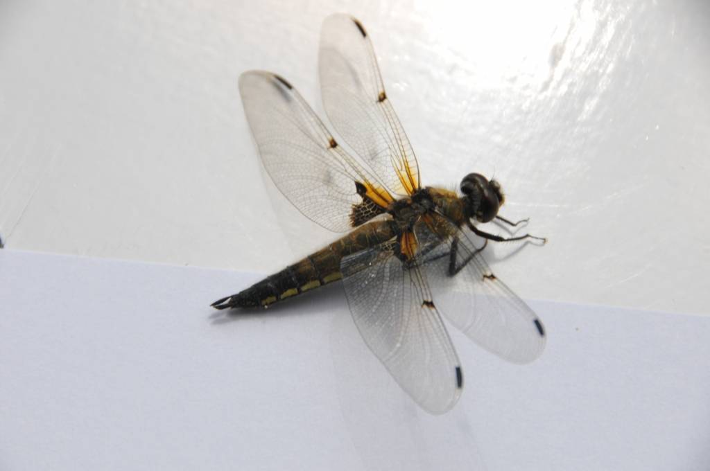 Entomologs: Jāzina, kas ir "neparasti daudz" spāru