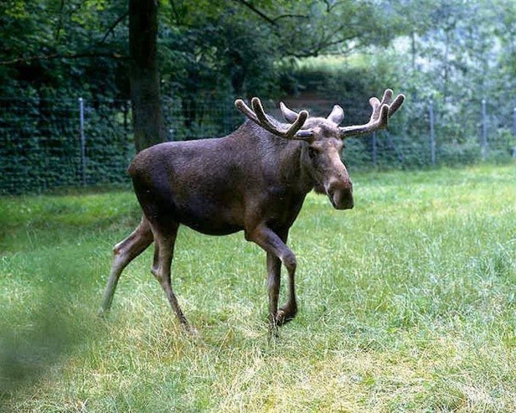 Iedzīvotājus aicina būt piesardzīgiem, sastopot pilsētā aļņus