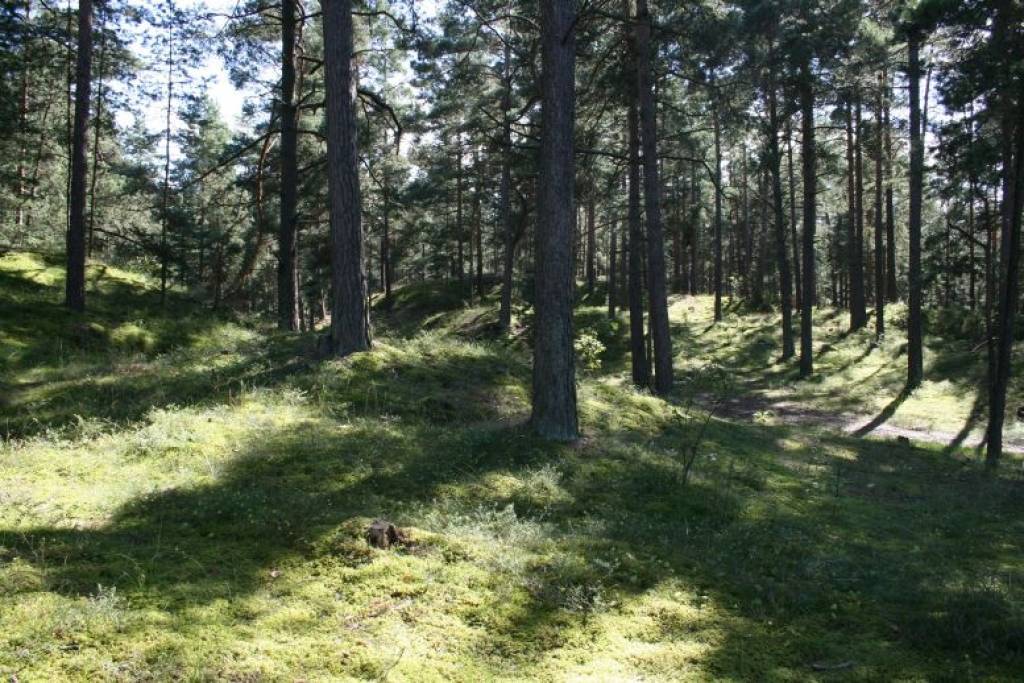 Maijā sāksies meža ugunsnedrošais periods