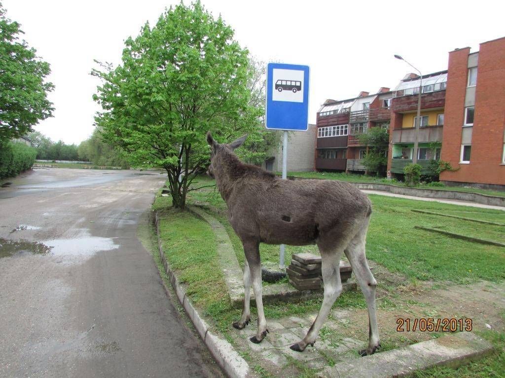 FOTO: Jūrmalas parka teritorijā ieklīdušos alņus izdzen no pilsētas teritorijas