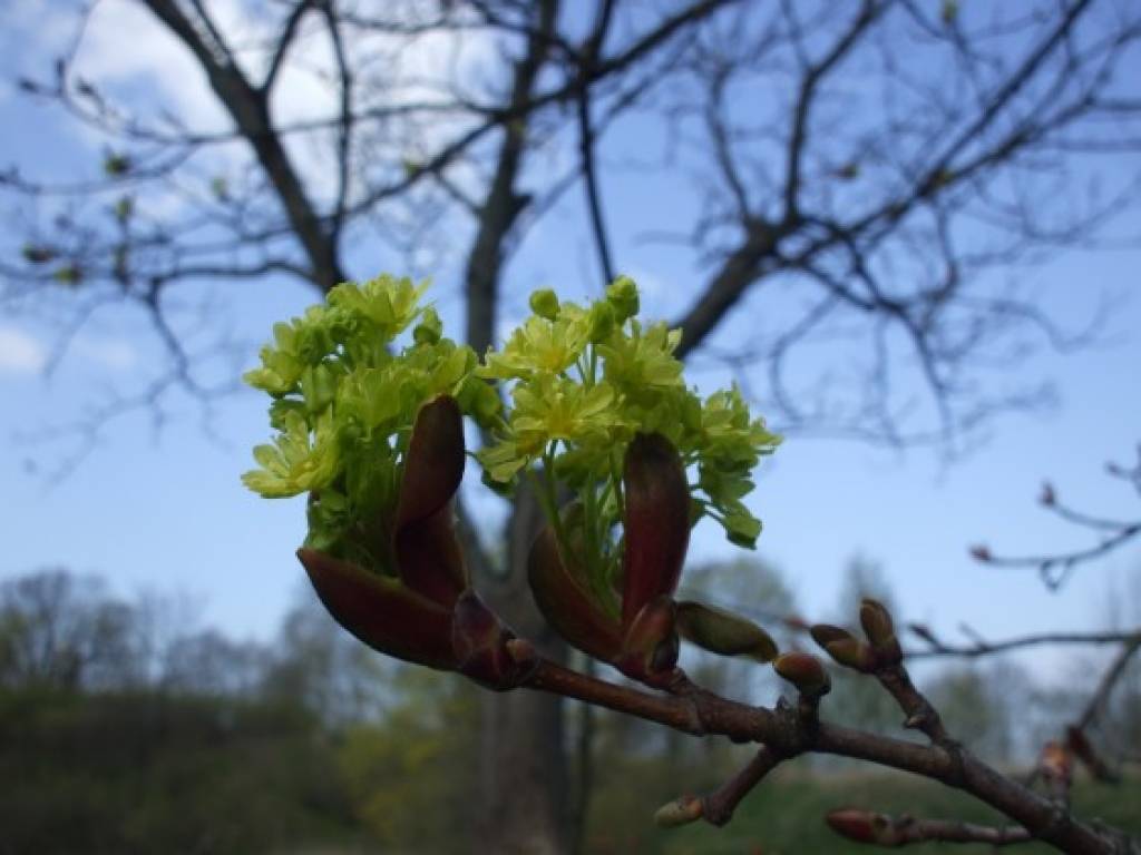 Nākamās nedēļas sākumā gaisa temperatūra pakāpsies līdz +9, nogalē - līdz +11 grādiem