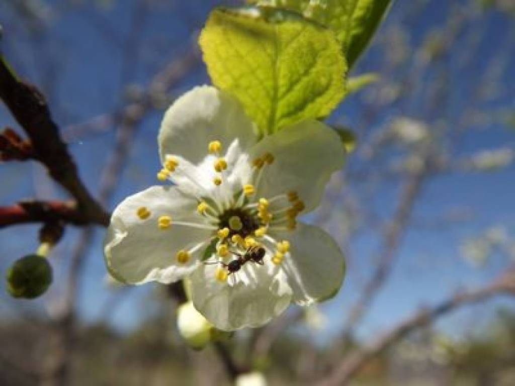Laika un dabas vērotājs sliecas par labu sausai un mēreni siltai vasarai