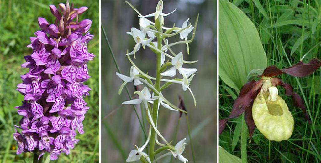 Plūcot jāņuzāles un pinot vainagus, var iedzīvoties pat 500 latu lielā sodā