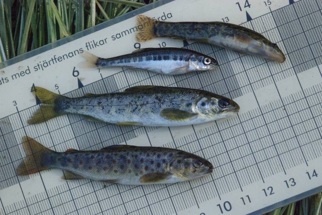 Ventā ielaidīs gandrīz 20 000 taimiņu mazuļu