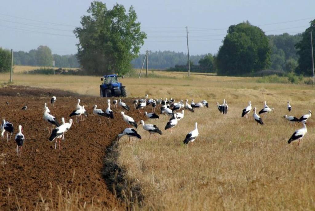 LLU profesore: Vēlā ziema var ietekmēt šī gada ražu