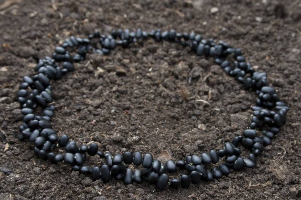 Muzeju naktī pētīs augu sēklas un stādīs kokus