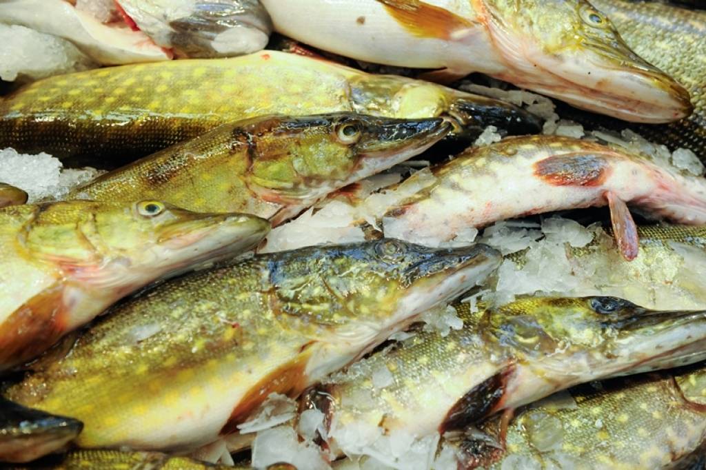 Šodien beidzas līdaku makšķerēšanas liegums