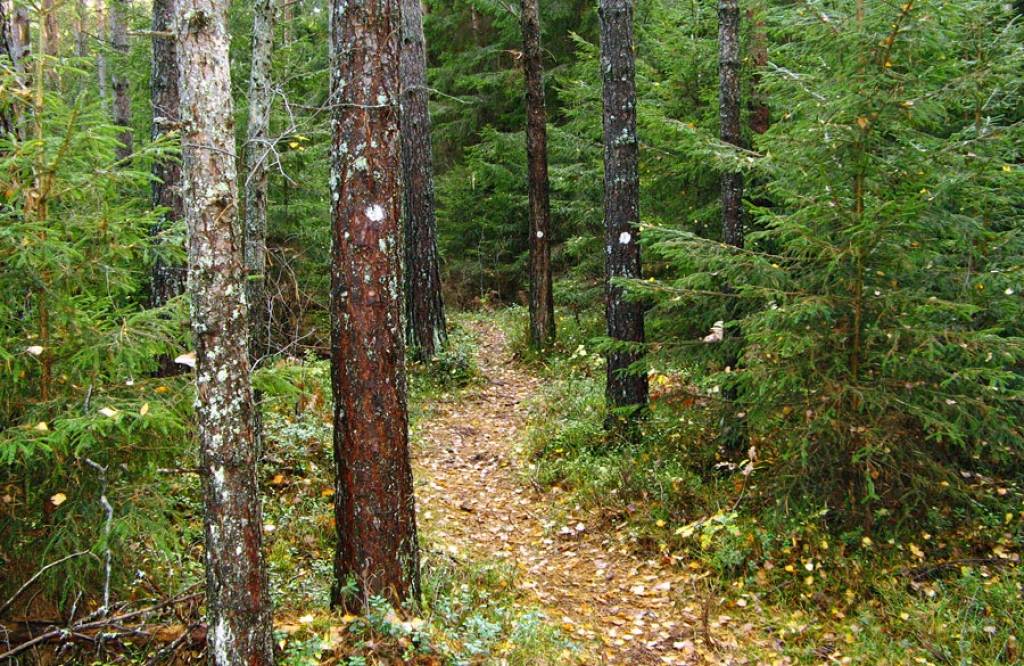 Koki un ūdeņi – zelta vērtē