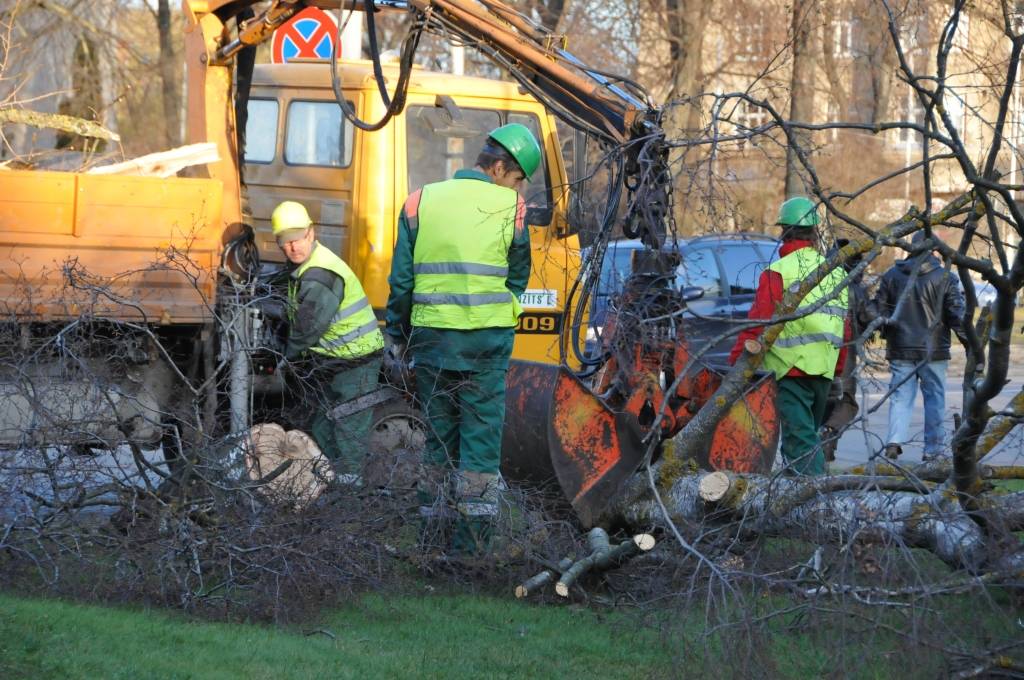 FOTO: Rožu laukumā vētras spēku neiztur bērzs