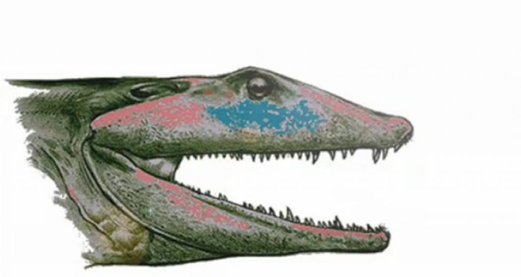 Skrundā var aplūkot Latvijas senākā, pirms 365 miljoniem gadu dzīvojošo reptili