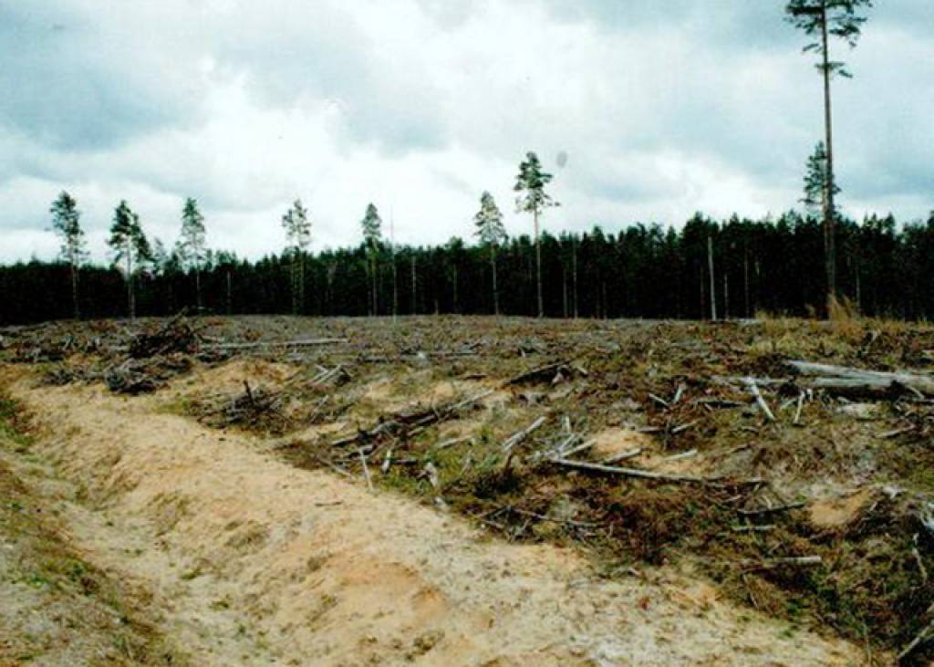 Eksperts: Latvijā meži tiek cirsti samērīgos apjomos, vien simtā daļa no visām mežu platībām