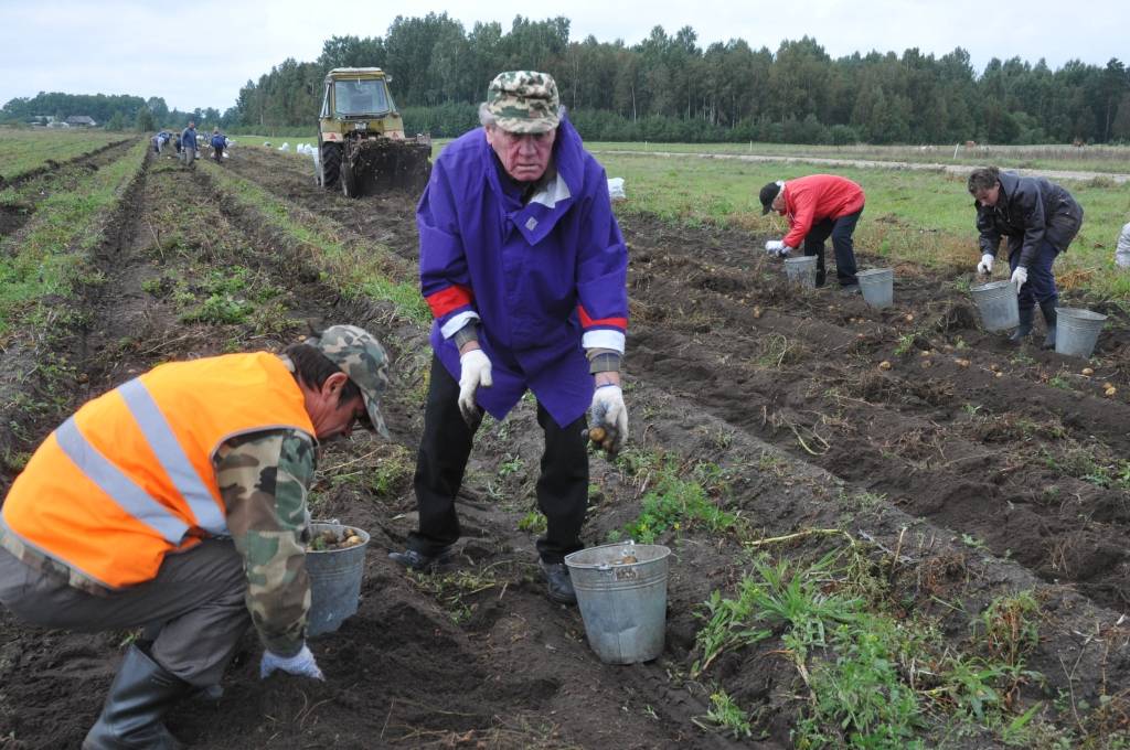 FOTO: Kartupeļi tiks trūcīgajām ģimenēm