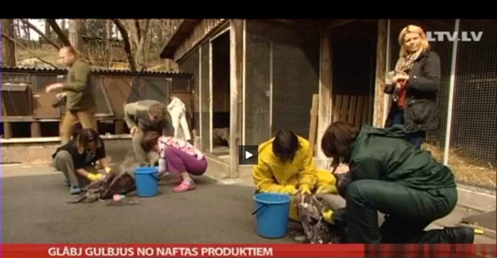 Kurzemē atrastu gulbju spalvas tā piesūkušās ar naftas produktiem, ka putni vairs nespēj lidot