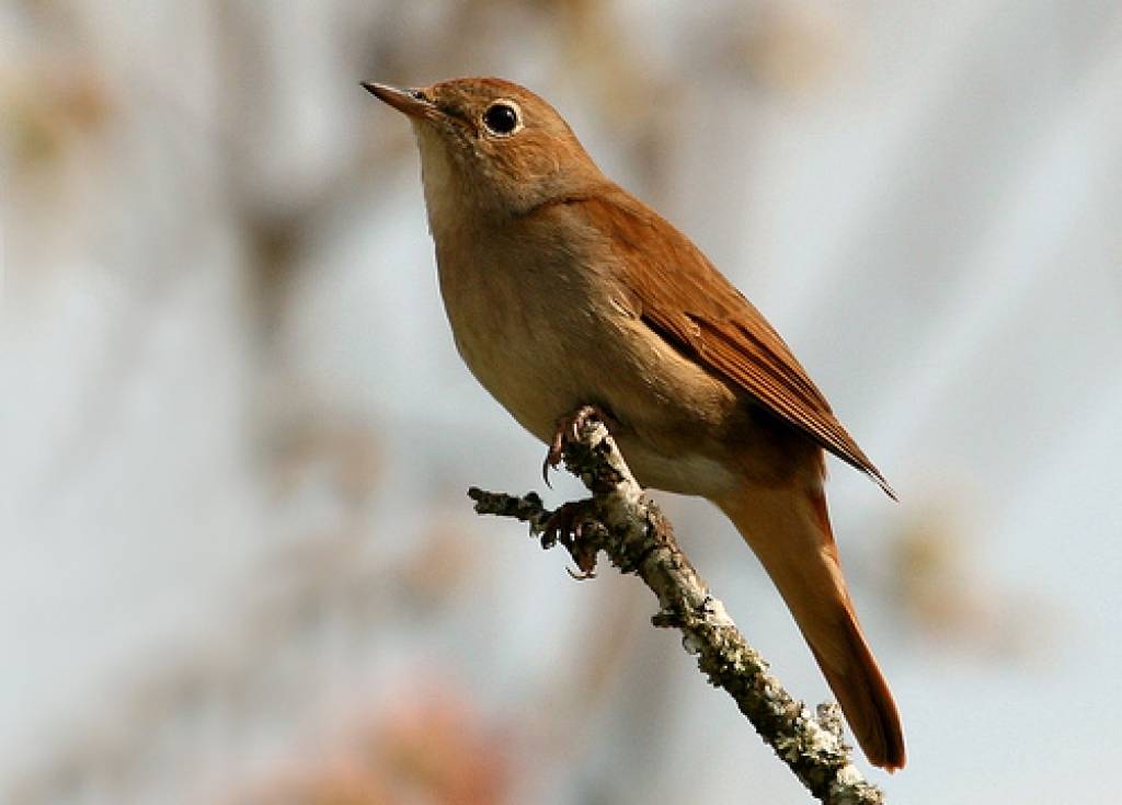 Latvijā konstatēta jauna putnu suga - rietumu lakstīgala