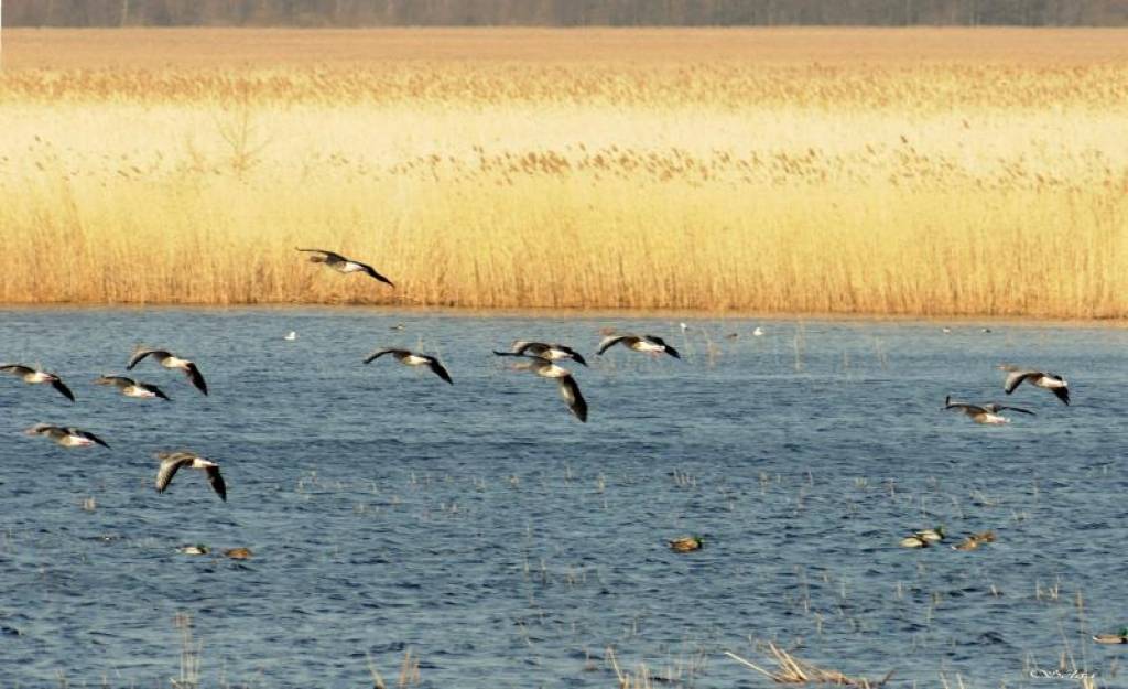 Rucava piedalīsies projektā par niedru izmantošanas iespējām bioenerģijā un celtniecībā