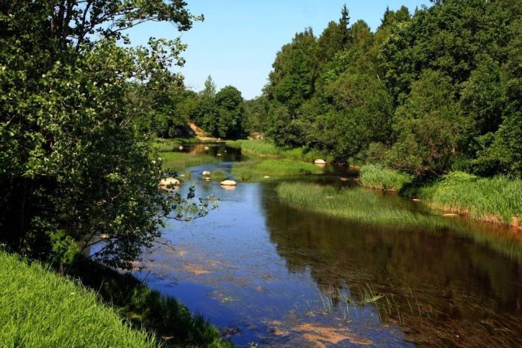 Latvijas upēs ielaidīs miljonu strauta foreļu mazuļu