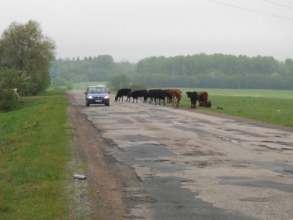 Govis klīst pa šoseju