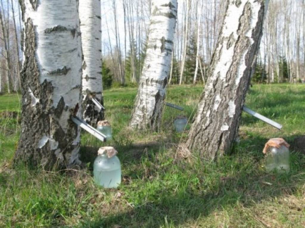 Bērzu sulu kvalitāte netiek pārbaudīta