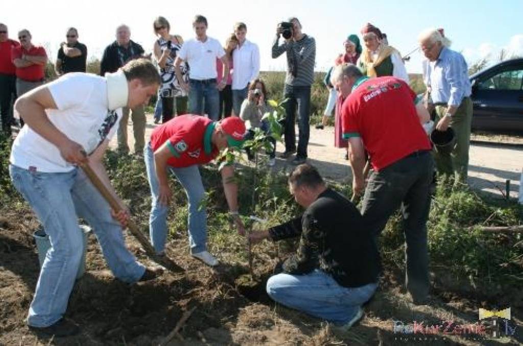 Ķirsīša stādīšana Vecpilī pārcelta uz sestdienu