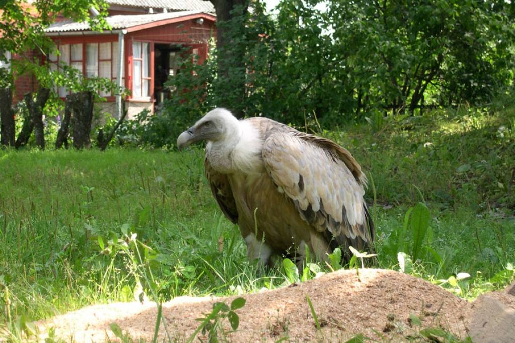 Kādās mājās Kurzemē apmeties Latvijā eksotiskais baltgalvas grifs