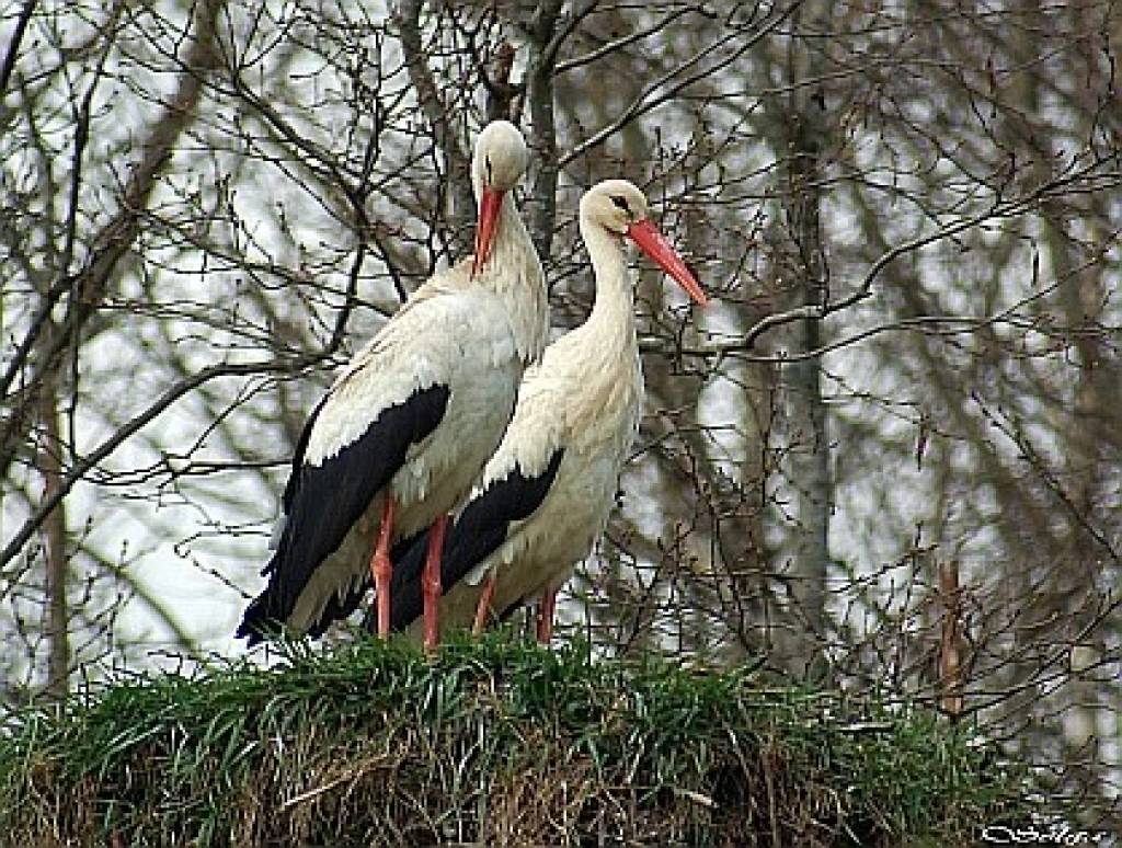 Tuvākajās dienās Latvijā masveidā atgriezīsies baltie stārķi