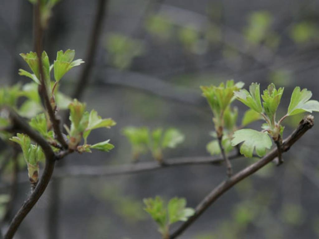 Brīvdienās gaisa temperatūra var pārsniegt +15 grādu atzīmi