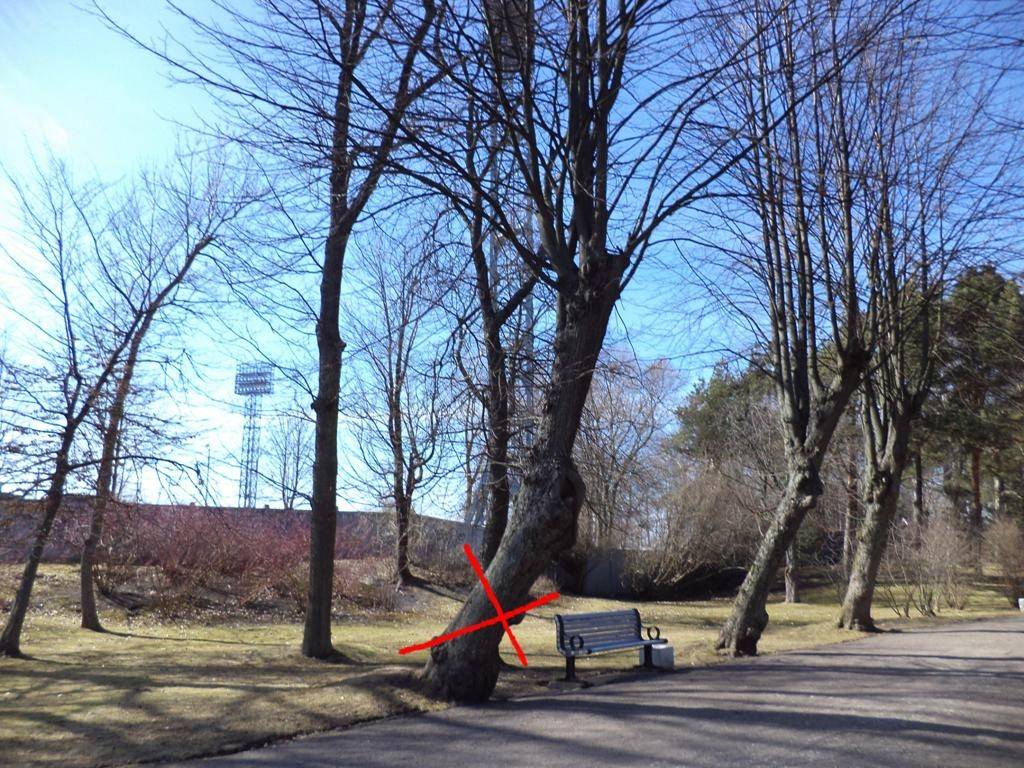 FOTO: Organizēs publisko apspriešanu par koku nociršanu Jūrmalas parkā