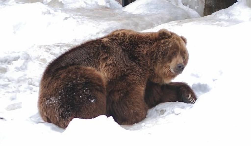 Kalvenes zoodārza lāči jau pamodušies no ziemas miega