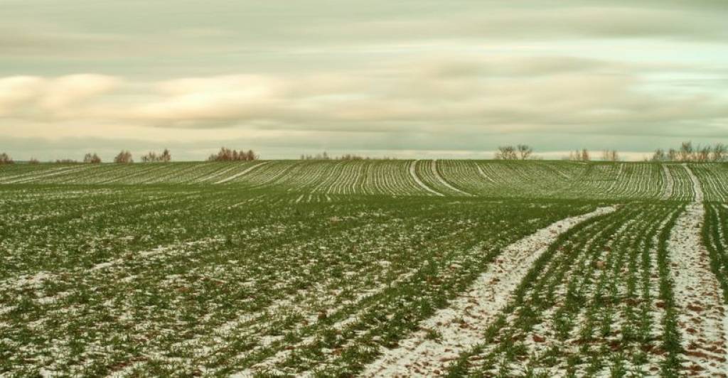 Gaidāmas zemākas graudaugu ražas; sējumus var nākties pārsēt