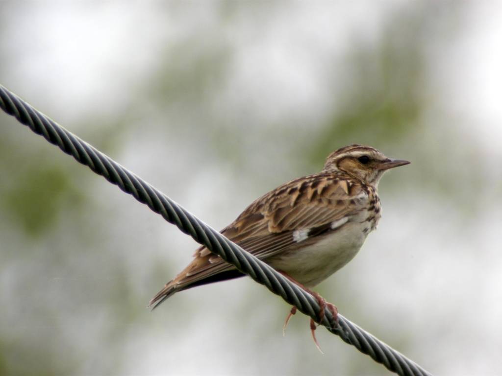 Karostā novēro sila cīruli