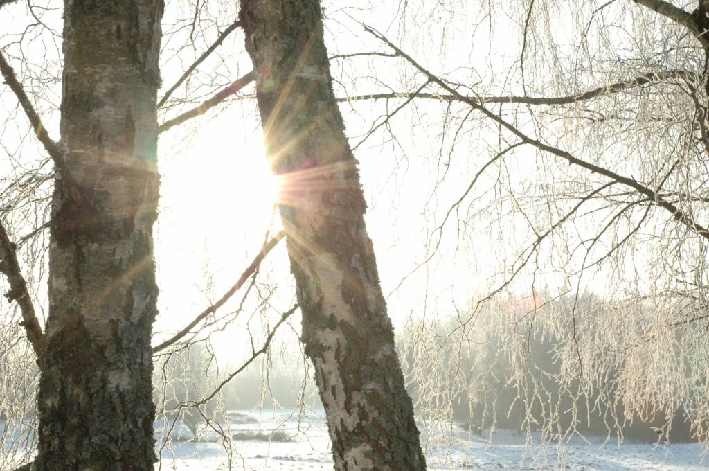 Lielformāta plakātos stāstīs par koksni