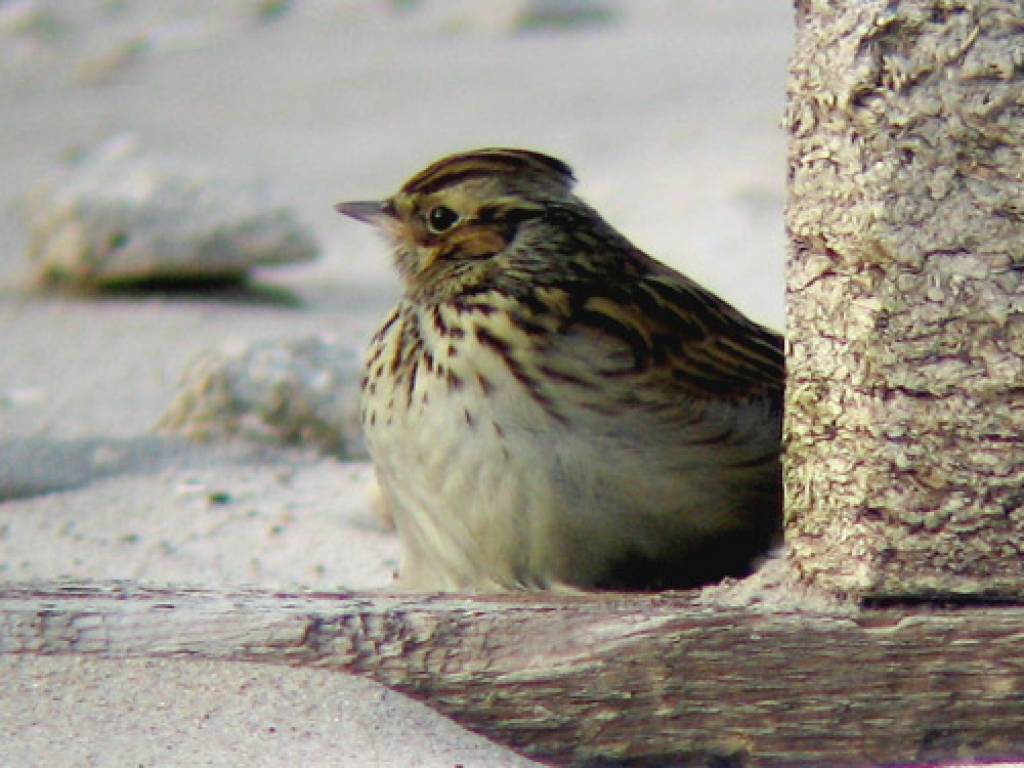 Ornitologi vēlāk nekā jebkad agrāk novērojuši sila cīruli, sila strazdu un dziedātājstrazdu