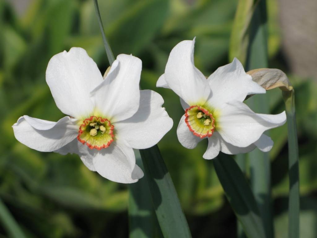 Pavasarīgu laiku sola nākamās nedēļas izskaņā