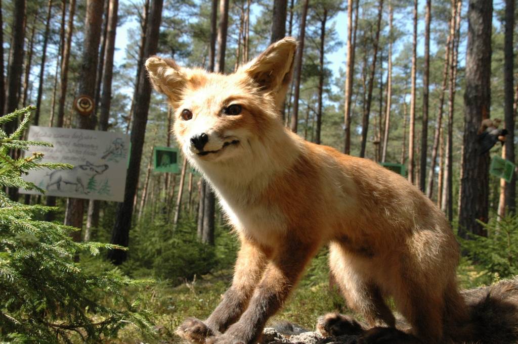 Pārbaudei iepērk lapsas un jenotsuņus 