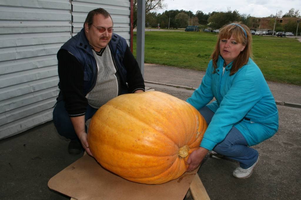 Dubeņos audzēts ķirbis sacentīsies konkursā Rīgā 