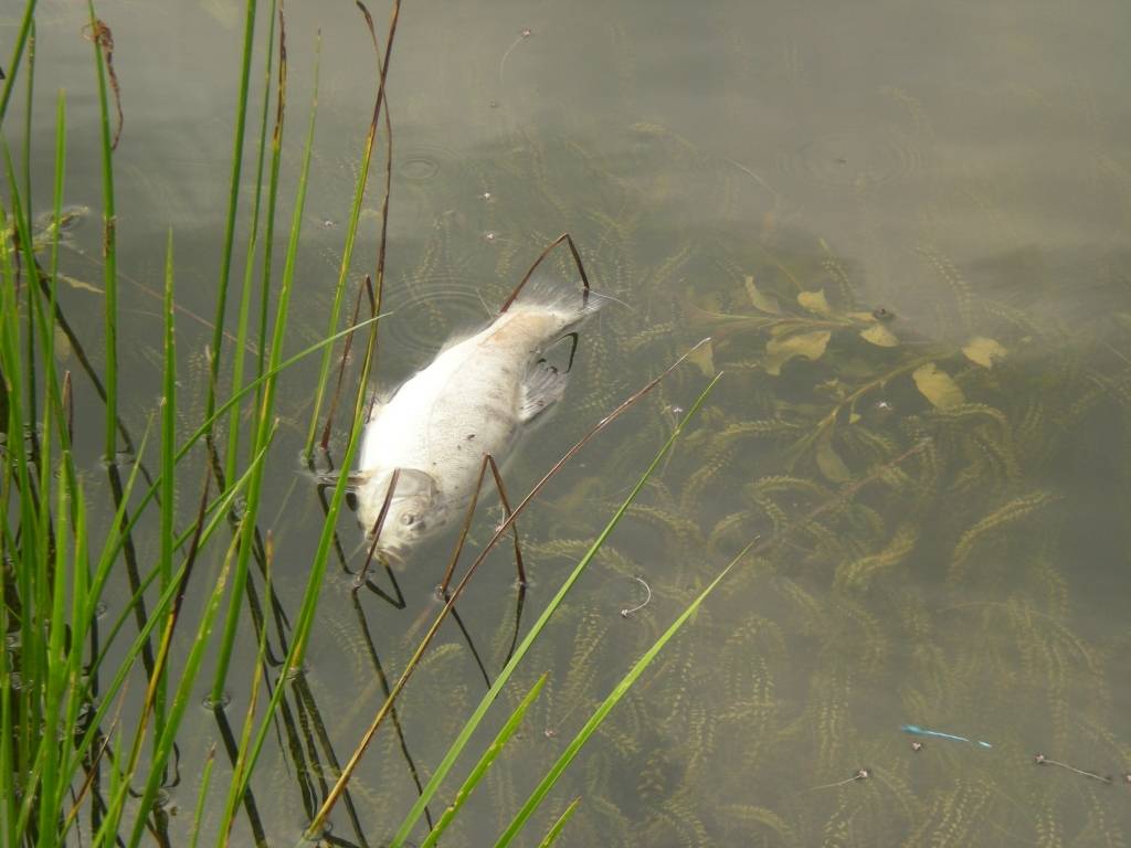 Notvert zivju bendētājus neiespējami; lauksaimniecības ķīmiju Latvijā neanalizē
