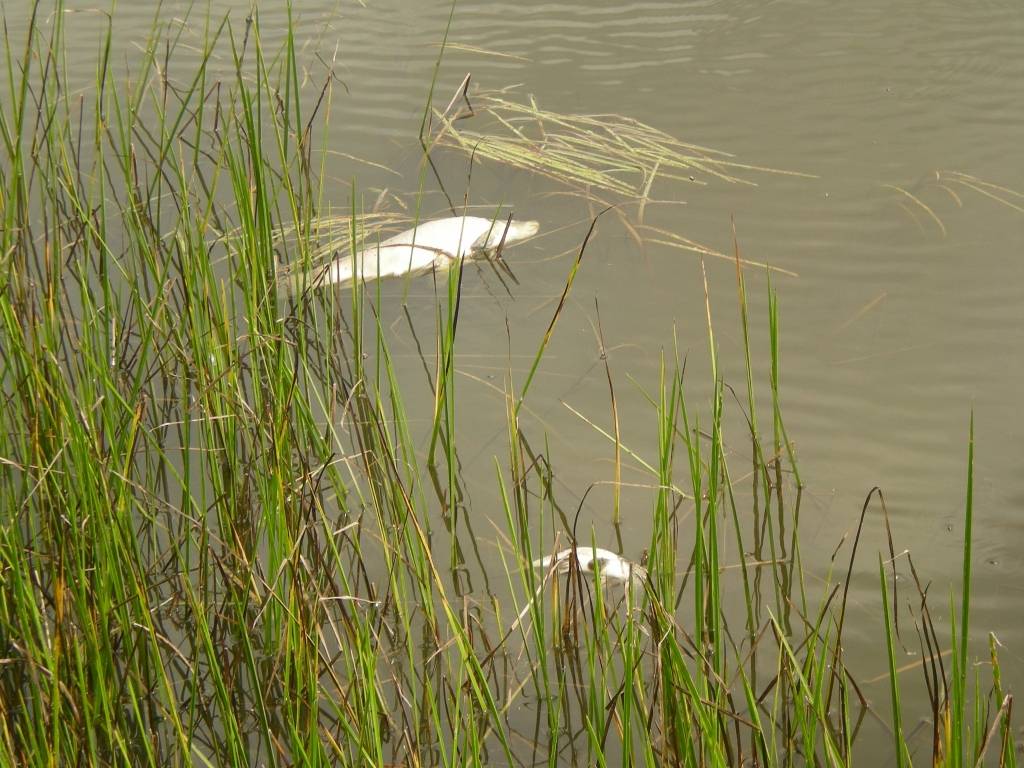 Kazdangas pagasta Cildos, tā sauktajā Kronbergu dīķī, nobeidzas liels daudzums zivju