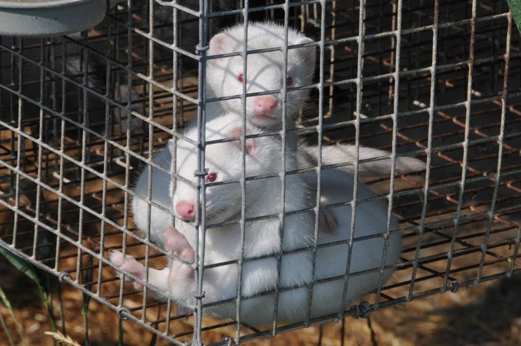 AS "Grobiņa": Vajag cīnīties ar tiem, kas neprot saimniekot