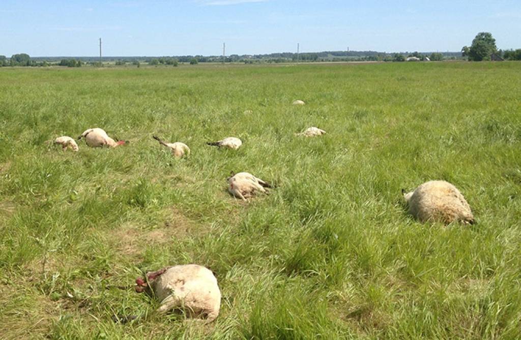 Priekules novadā klaiņojuši suņi vai vilki saplosa aitu ganāmpulku