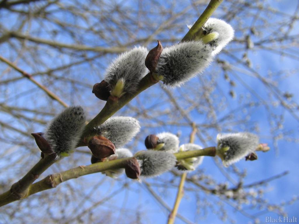 Rucavā būs Pavasara ballīte