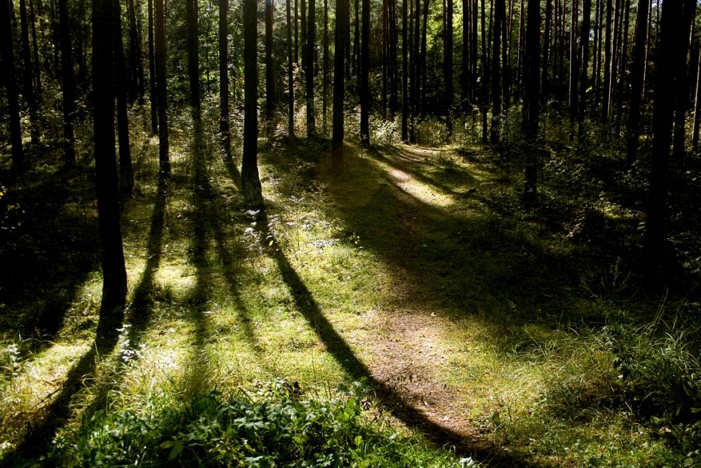 Sausuma dēļ mežos ļoti augsta ugunsbīstamība